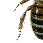 Apis mellifera